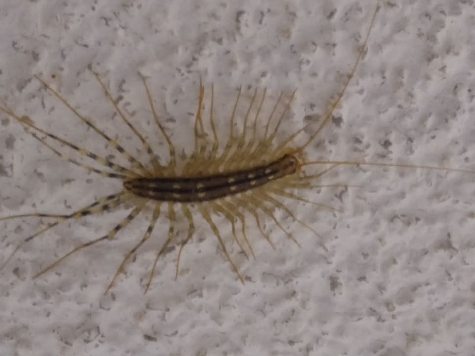 Zimmer Arena Verudela Beach Resort