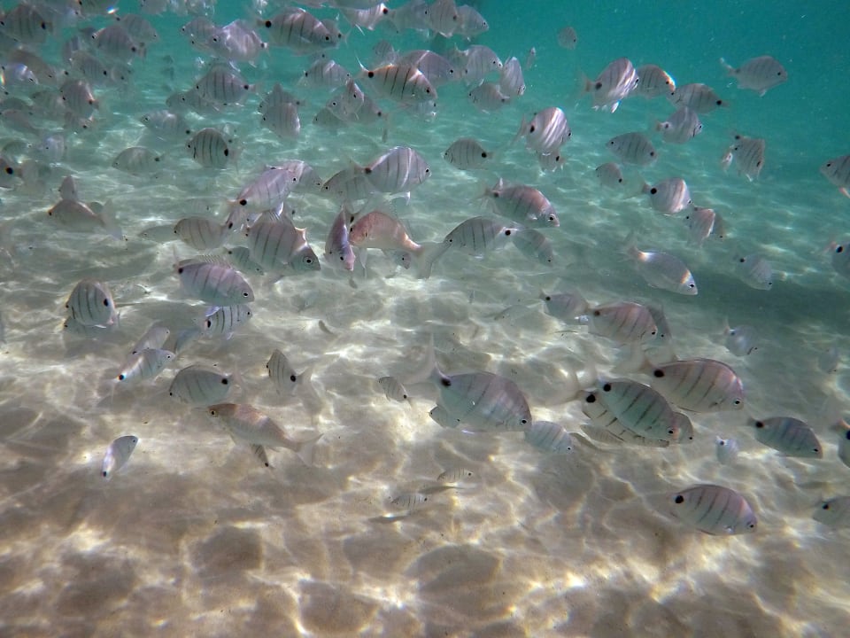 Schnorcheln direkt am Hotel Meliá Laguna Beach
