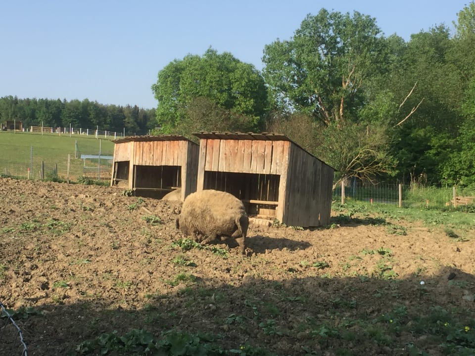 Sonstiges Hotel Reiters Supreme