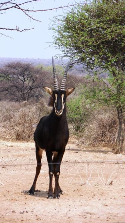 Antilope Ardilla Mini Lodge