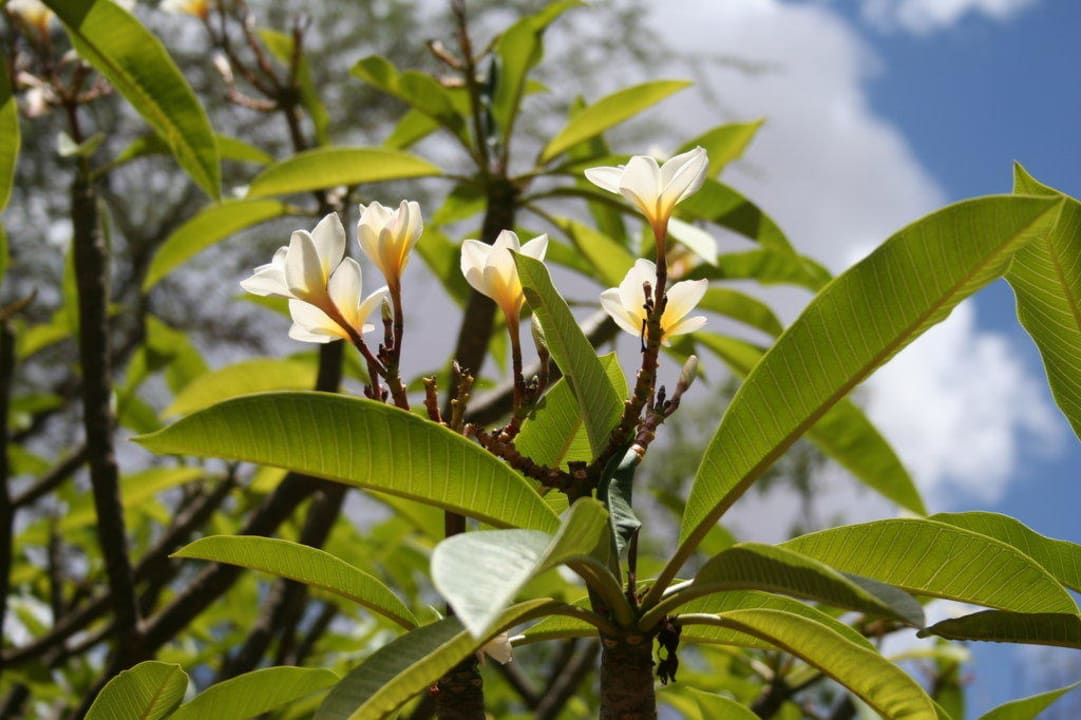 Ogród Hotel Amboseli Sopa Lodge