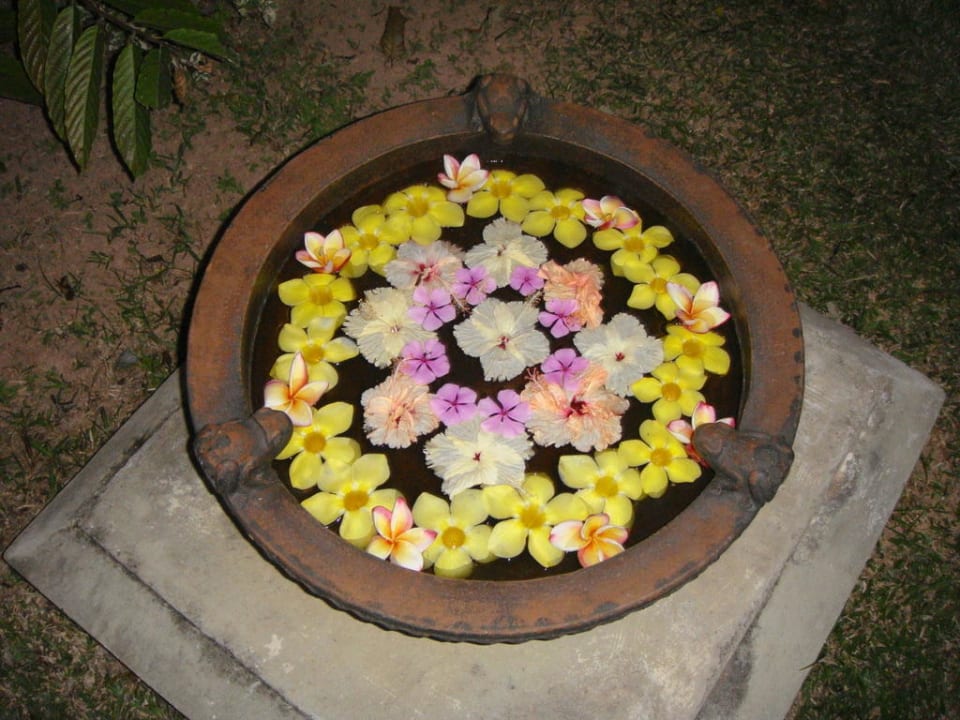 Blütentraum Le Domaine de l'Orangeraie