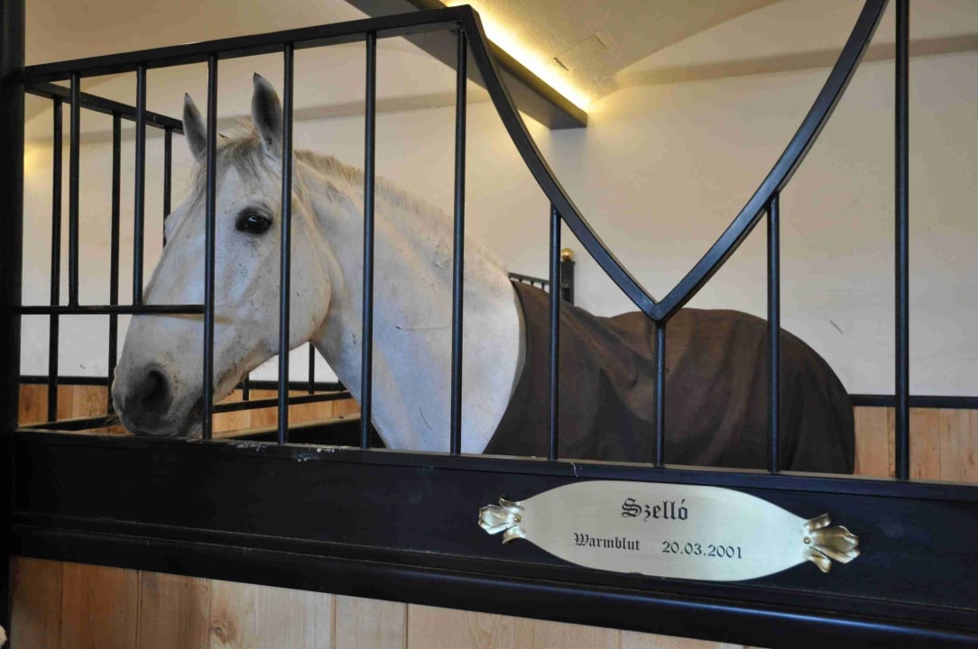 Lippizaner-Getüt Biohotel Stanglwirt