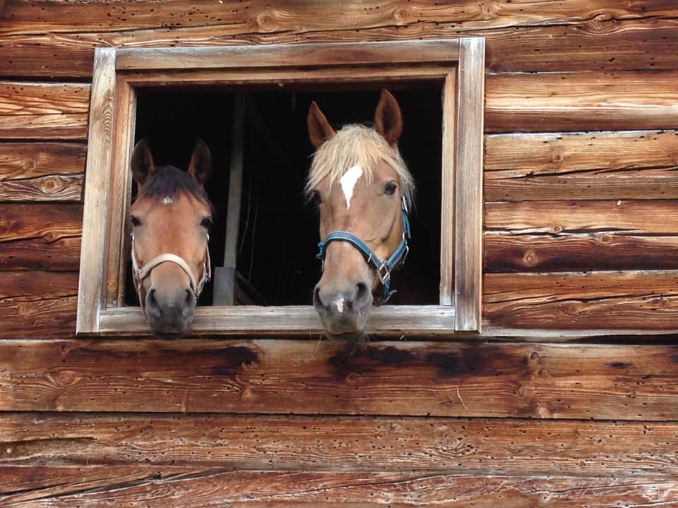 Johny & Jessy Hotel Neubergerhof