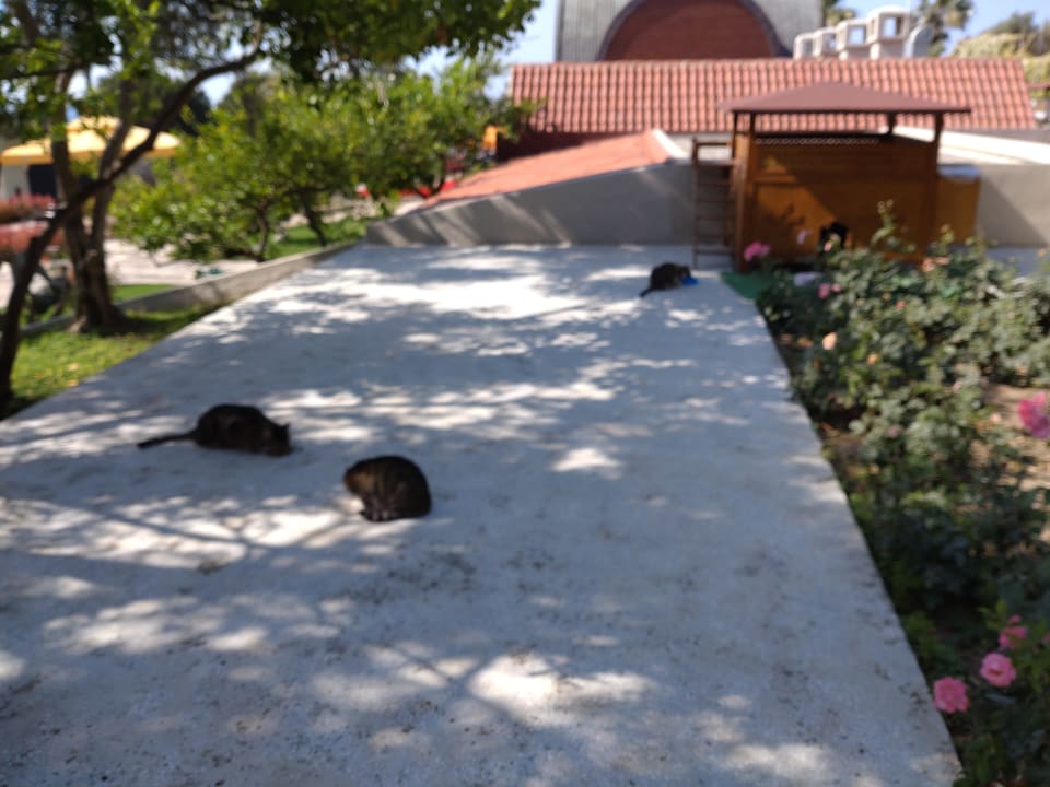 Garten Arum Barut Collection