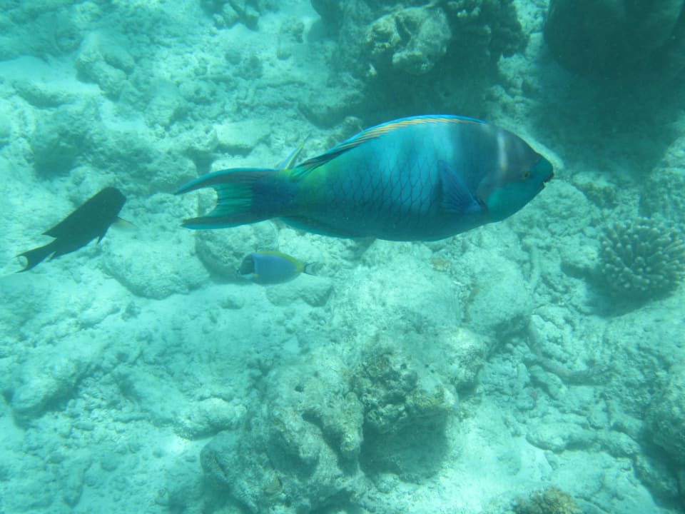 Fisch Kuramathi Maldives