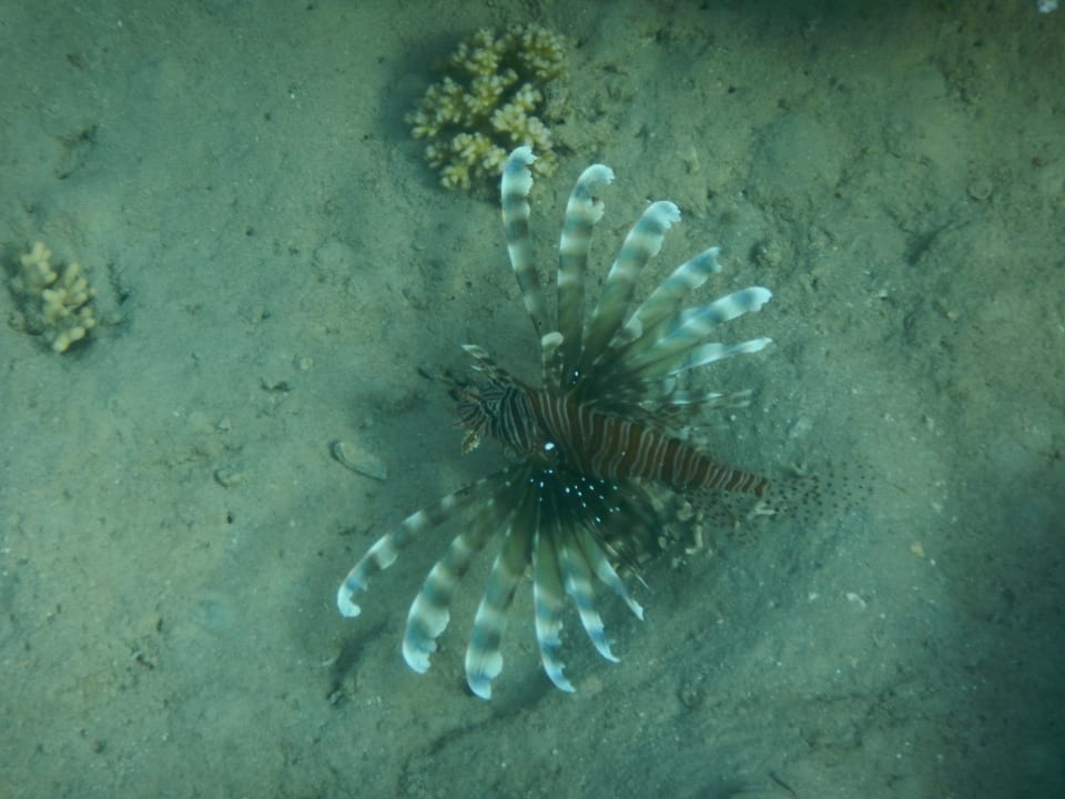 Sport & Freizeit Steigenberger Coraya Beach - Adults only