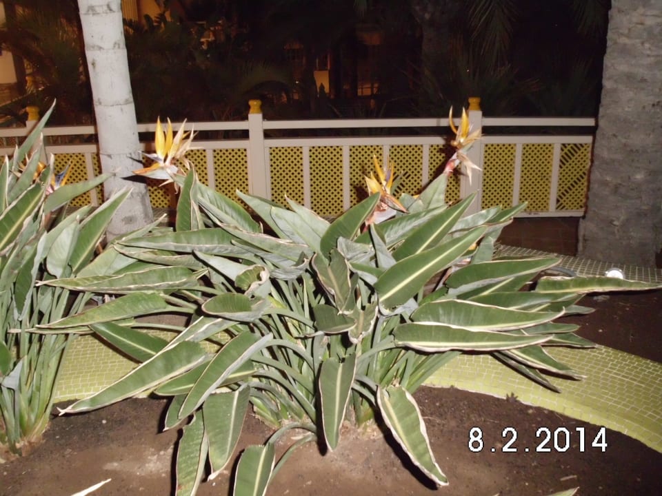 Sehr gute Pflanzenhaltung Abora Buenaventura by Lopesan Hotels