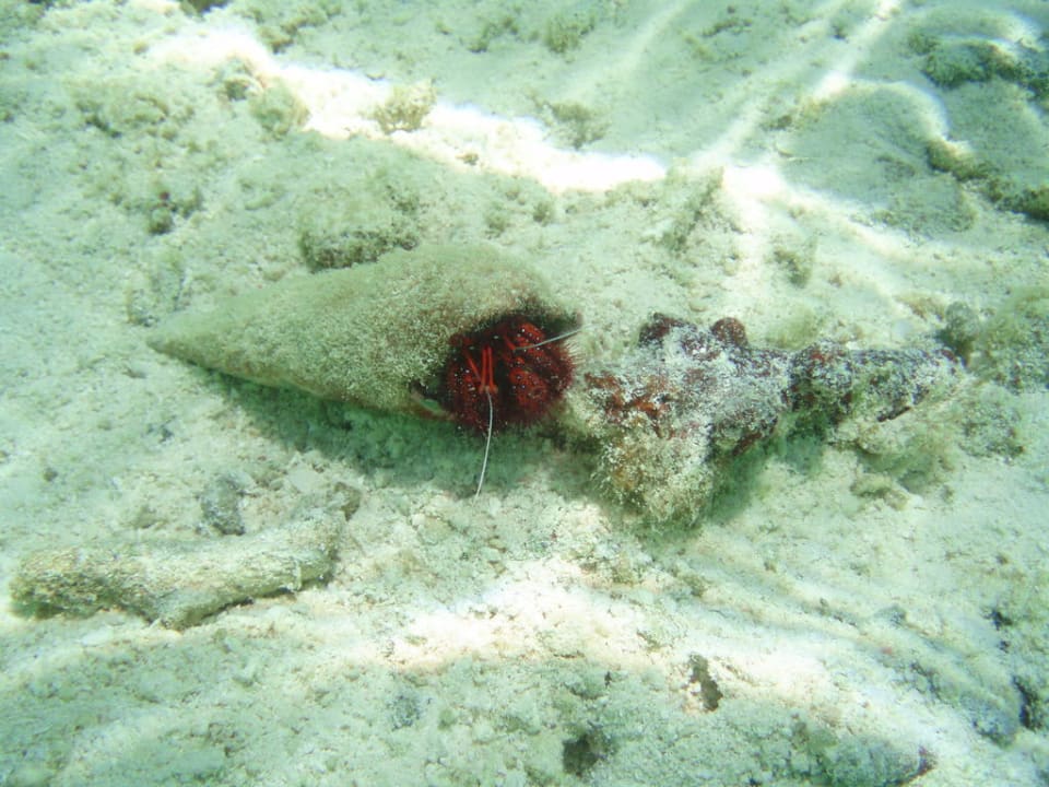 Krabbe Adaaran Select Hudhuran Fushi - Premium All Inclusive