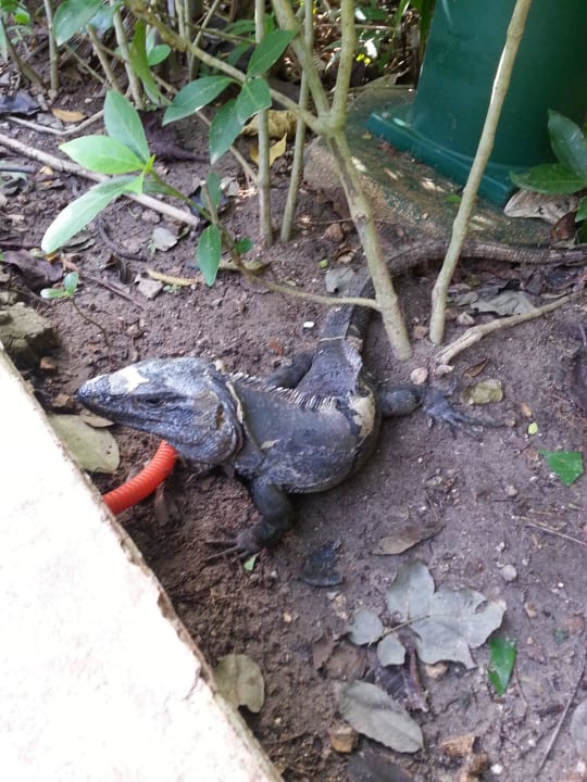 Hotel Catalonia Playa Maroma Catalonia Playa Maroma