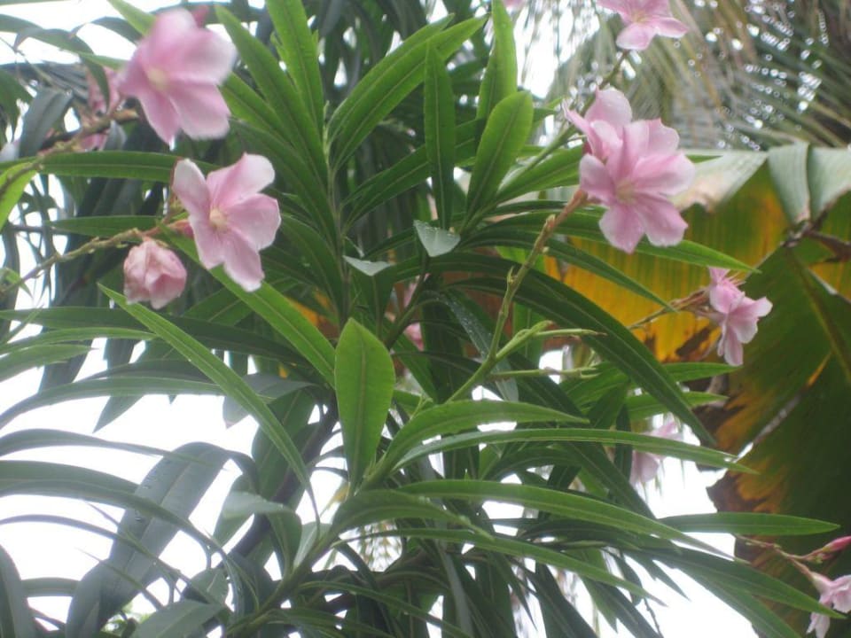 Blume Kuramathi Maldives