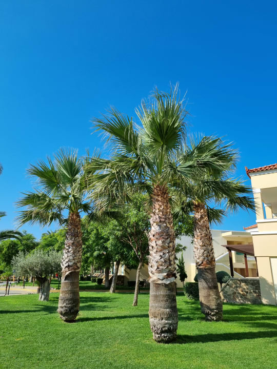 Gartenanlage Lindos Princess Beach Resort & Spa