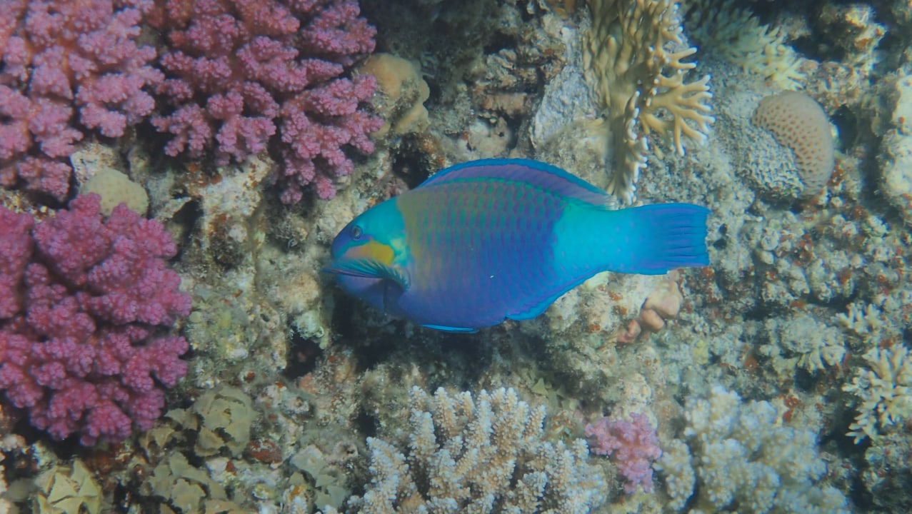 Sport & Freizeit Malikia Resort Abu Dabbab