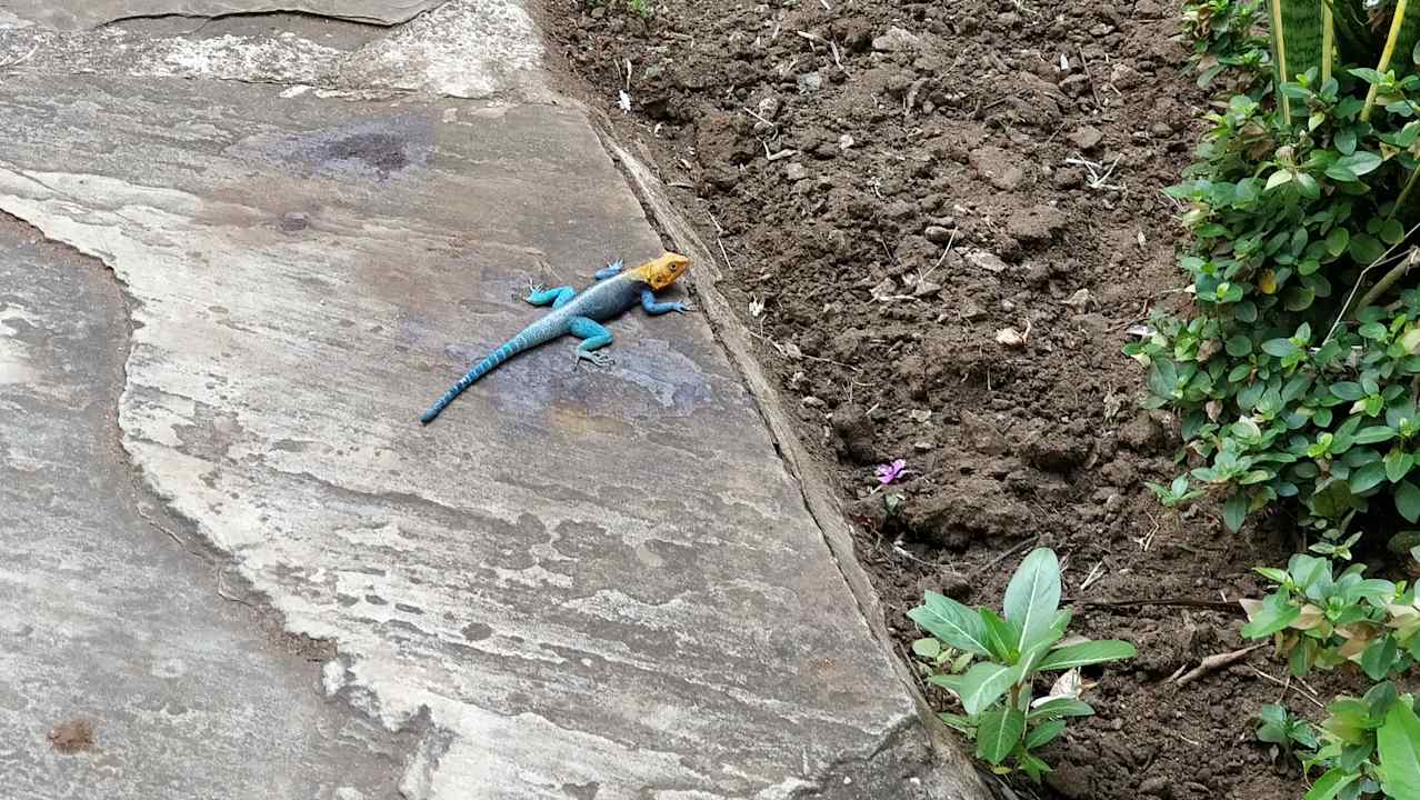 Gartenanlage Hotel Southern Palms Beach Resort