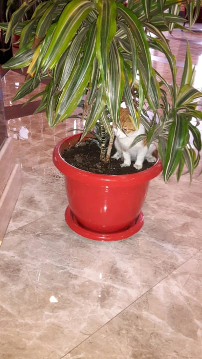 In der Lobbybar, kackende Katze Limak Limra Hotel & Resort