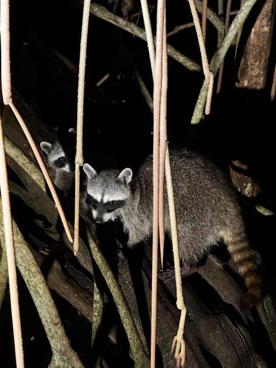 Gartenanlage Iberostar Selection Paraiso Maya Suites