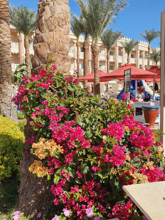 Gartenanlage Pickalbatros Palace Resort