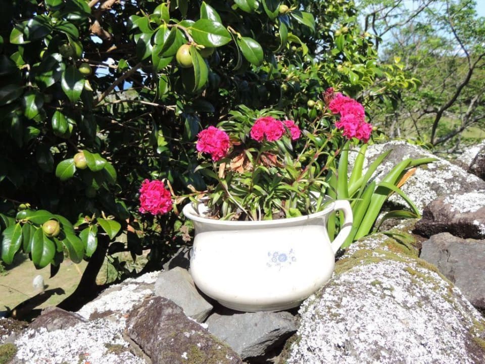 Camelien und Bartnelken im Garten der Aldeia Hotel Aldeia da Cuada