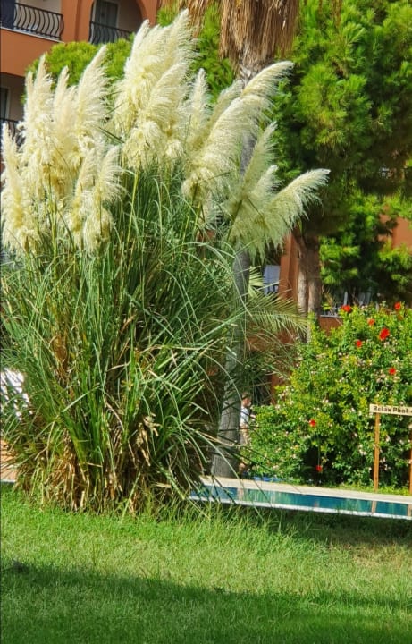 Pool Club Turtas Beach Hotel