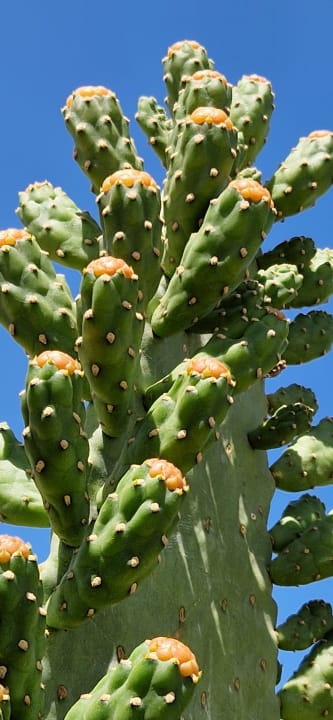 Gartenanlage Shams Prestige Abu Soma-Adults Only