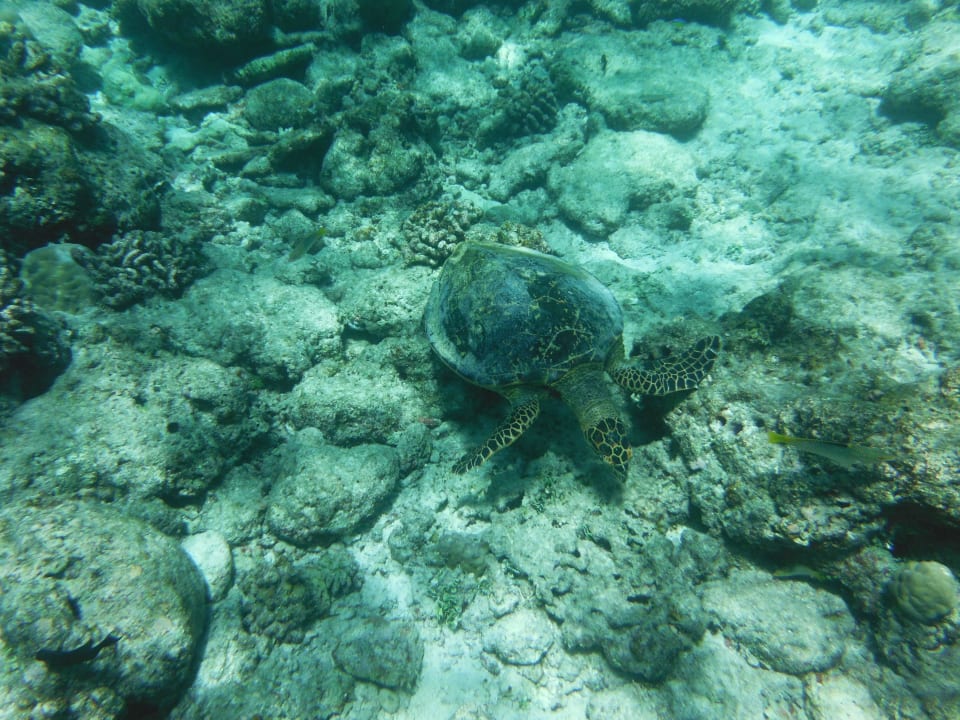 Hausriffbewohner Filitheyo Island Resort