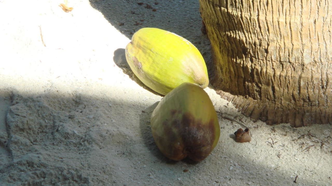 Summer Island Village Summer Island Maldives