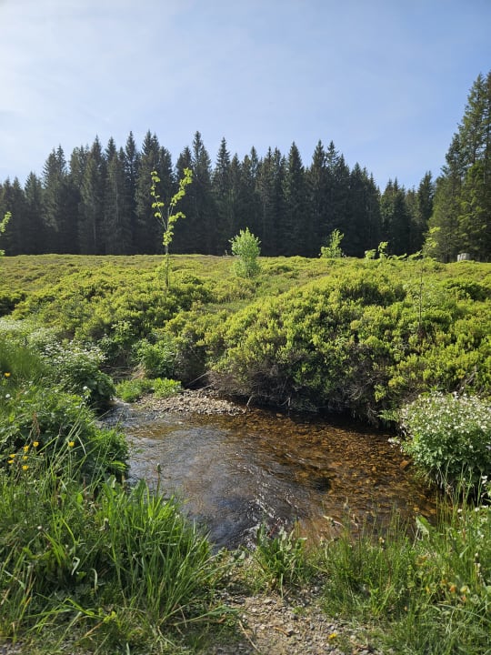 Ausblick Waldhotel am Notschreipass