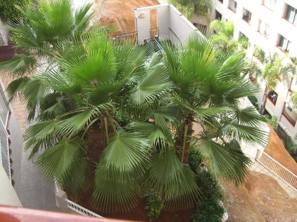 Palmen im Hotel Hotel Riu Vistamar