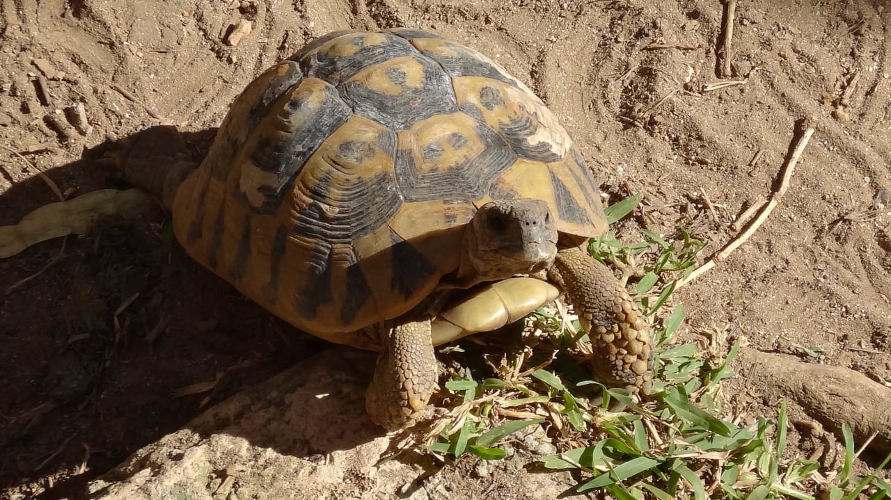 Schildkröte im Hotel Acharavi Beach Hotel
