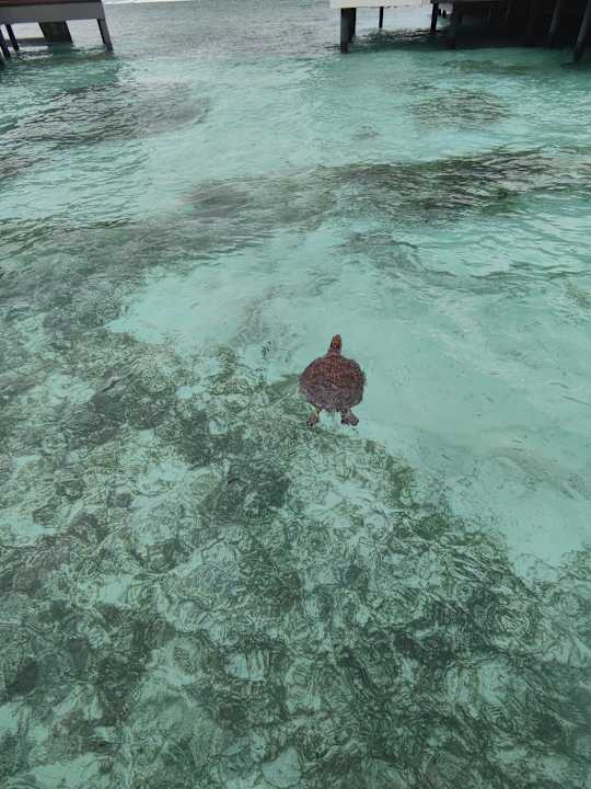 Sonstiges Pullman Maldives Maamutaa - All-Inclusive Resort - 50% off Domestic Transfers