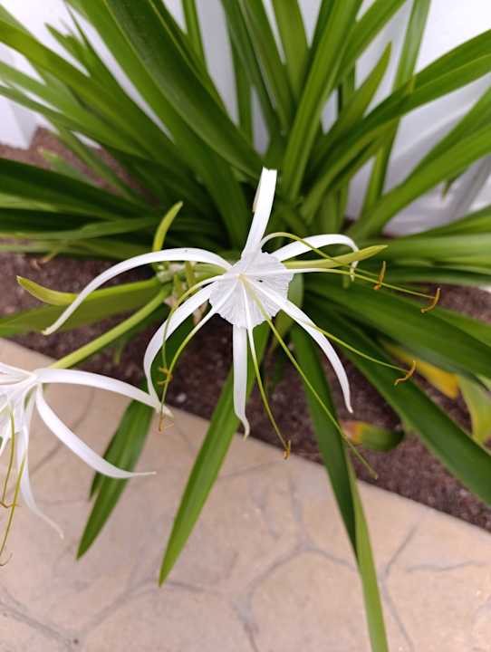 Gartenanlage AluaVillage Fuerteventura