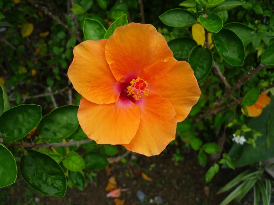 . Khaolak Bhandari Resort & Spa