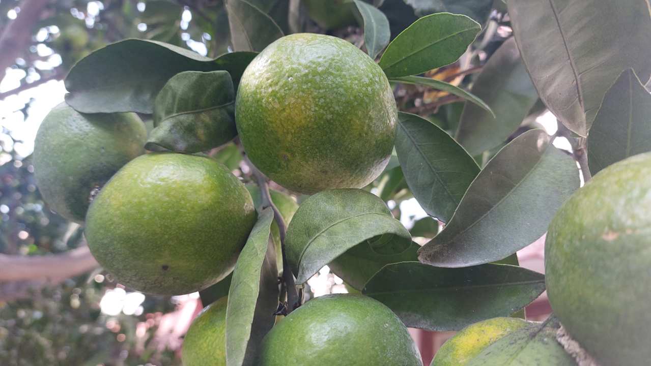 Gartenanlage Ali Bey Club & Park Manavgat