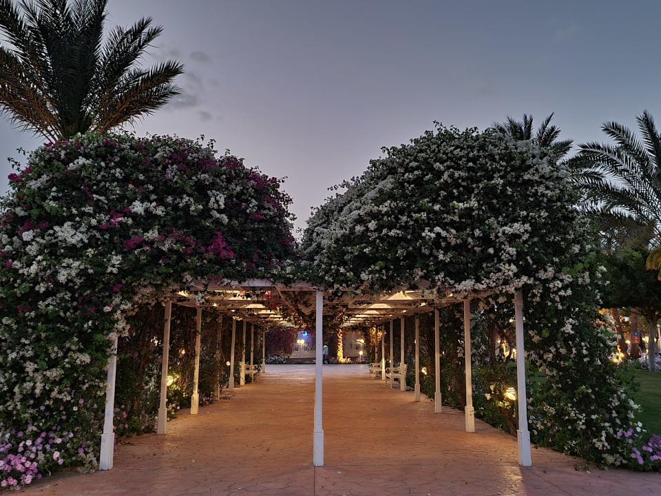 Gartenanlage Desert Rose