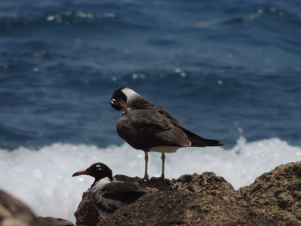 Чайки Pickalbatros Citadel Resort