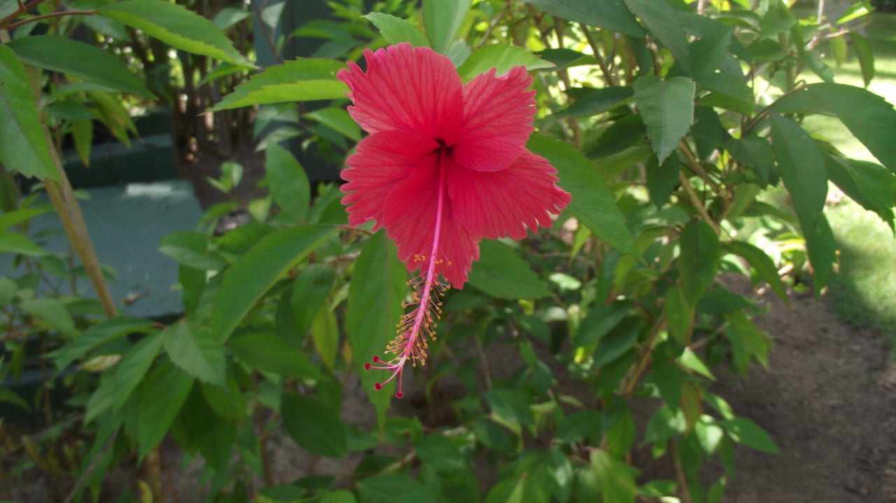 Überall Blüten Grand Palladium Select Bávaro Resort & Spa