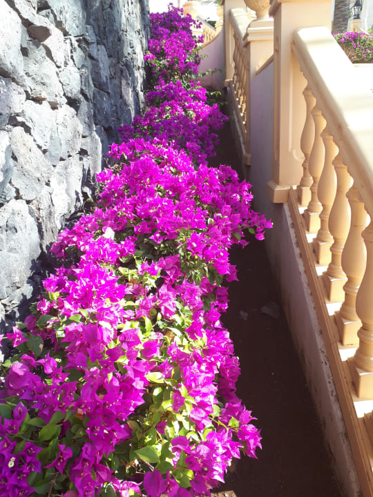 Gartenanlage Bahia Principe Sunlight Costa Adeje