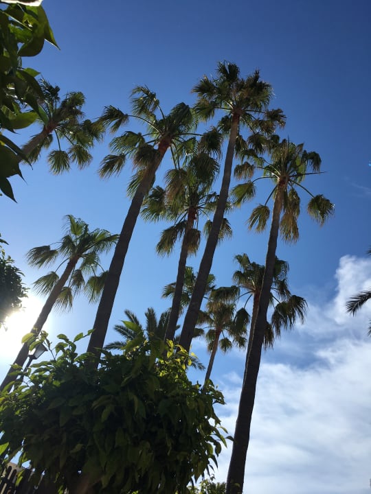 Gartenanlage Royal Son Bou Family Club