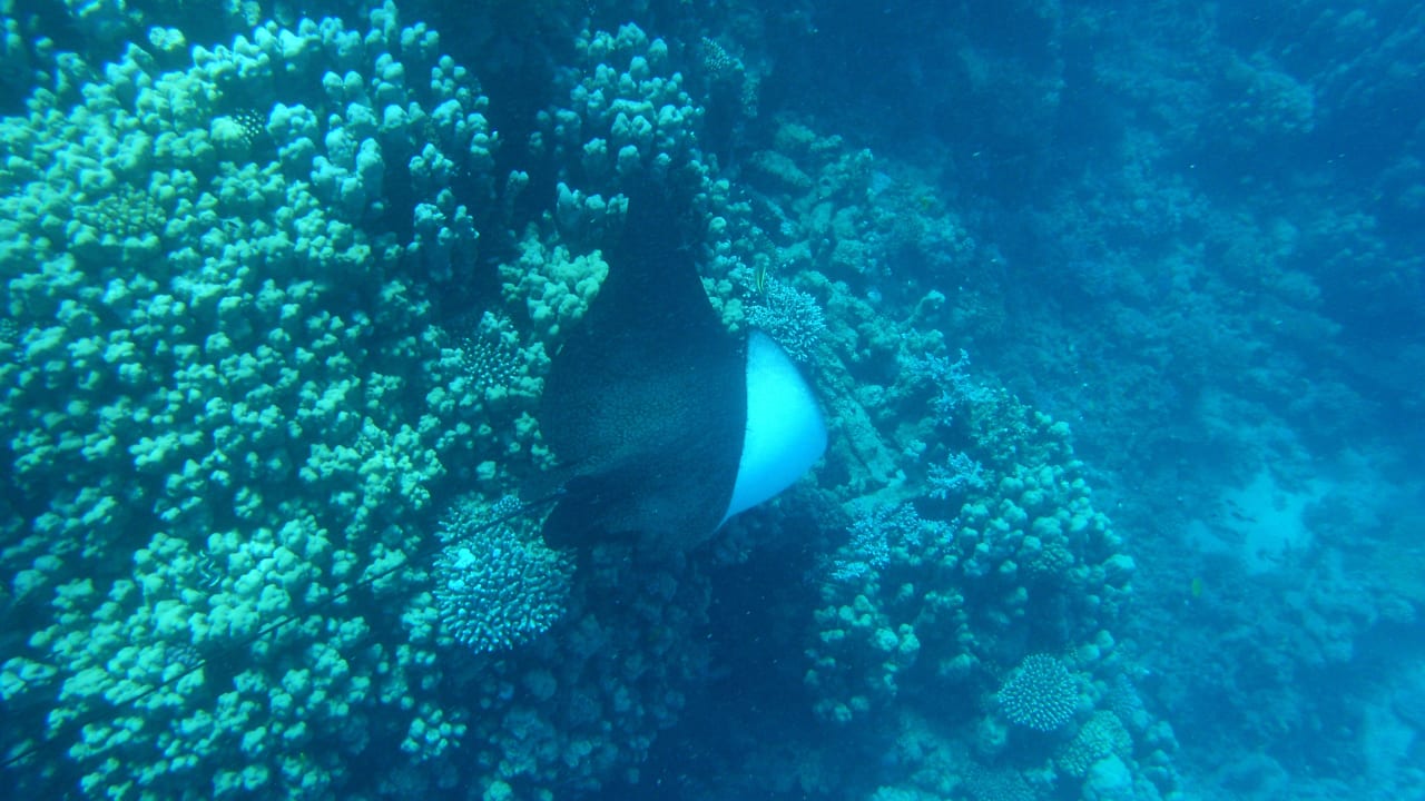Adlerrochen Lahami Bay Beach Resort