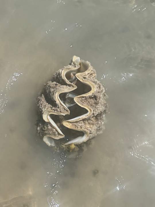 Strand JAZ Elite Asteria