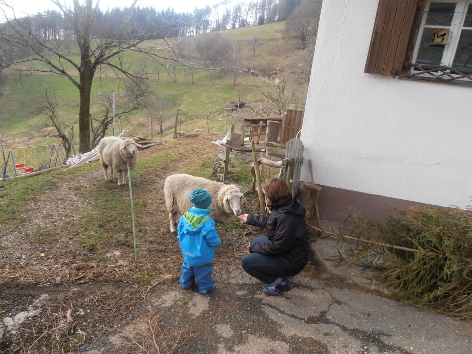 Schafe Ferienwohnungen Milchmattenhof
