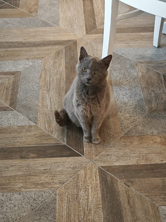 Sonstiges Alexandra Golden Boutique - Adults only