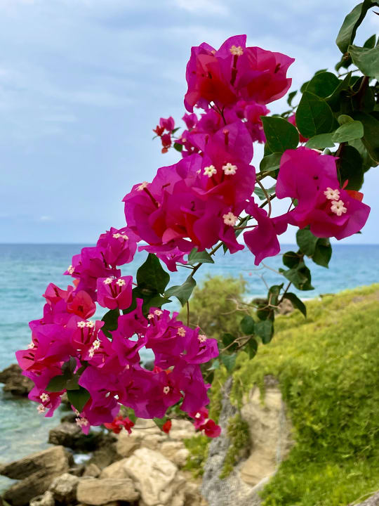 Gartenanlage Crystal Springs Beach Hotel