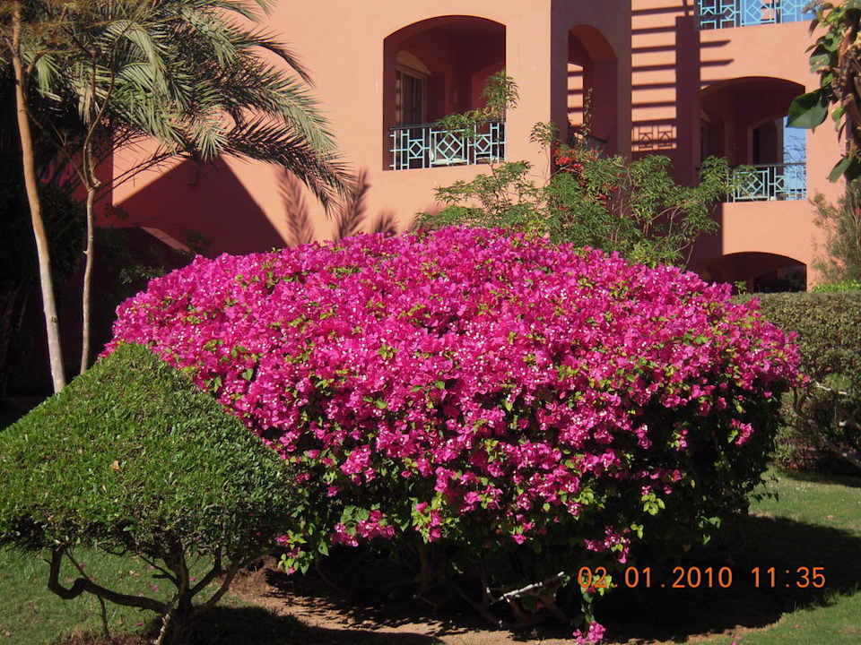Tolle Anlage mit Blumenpracht TUI MAGIC LIFE Redsina Sharm El Sheikh