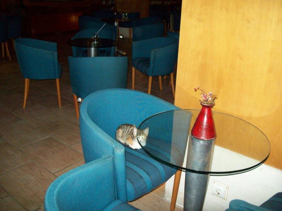 Katzen nehmen Platz Limak Limra Hotel & Resort