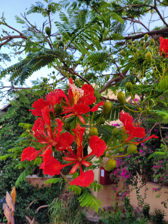 Gartenanlage Steigenberger Coraya Beach - Adults only