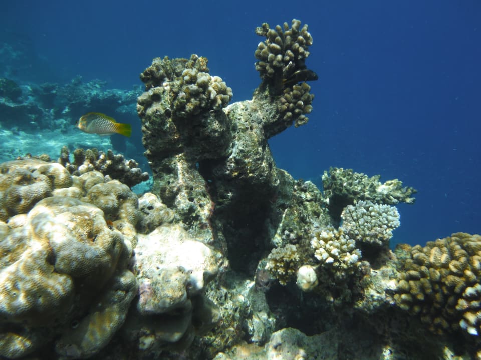 Sonstiges NH Collection Maldives Havodda Resort