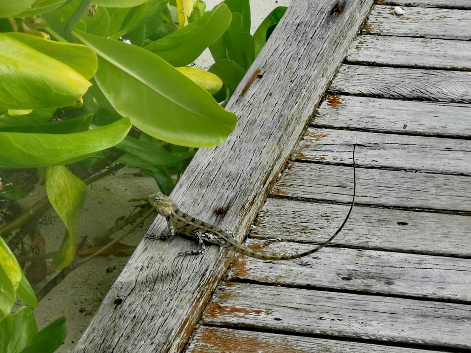 Gartenanlage Summer Island Maldives