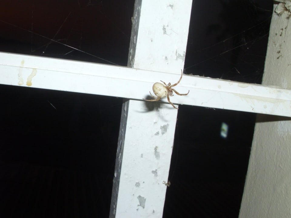 Mitbewohner ananea Kos