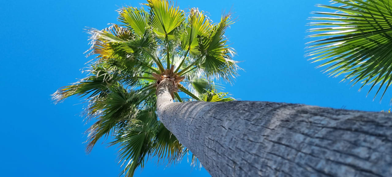 Gartenanlage Alcudiamar Marina Residence